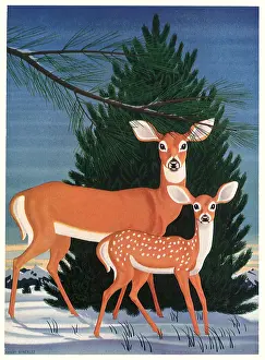 Speckled: Deer and Fawn