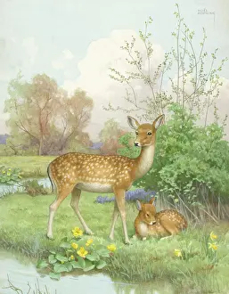 Kingcups: Deer and Fawn – in a meadow beside a stream