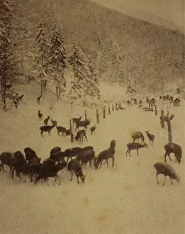 Forage: Deer feeding in winter 1890