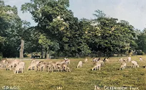 DEER, GREENWICH PARK