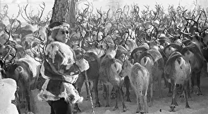 Muravin: Deer herd, 1969