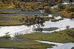 Vainstein: Deer herd, 1979