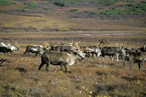 Vainstein: Deer herd, 1979