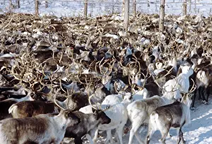 Reindeer: Deer herd, 1984