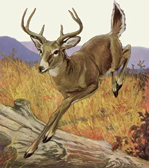 Leaps: Deer Leaps Over Log