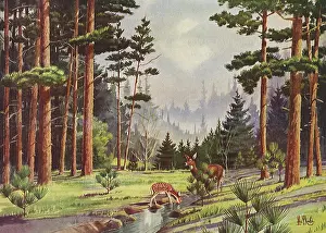 Minnesota: Deer in a Minnesota Forest