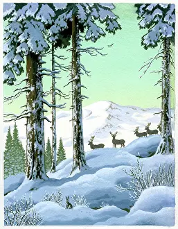 Snowscene: Deer and mountain hare in the snow