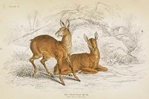 Musk: DEER / MUSK TIBETAN 1835