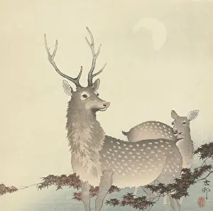 Koson: Two Deer, by Ohara Koson and Matsuki Heikichi