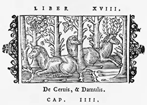 Olaus: DEER/OLAUS/RESTING/1555