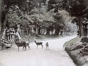 Nara: Deer in the park at Nara, Japan, c.1890