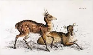 Pita: DEER/PITA BROCHET/1835