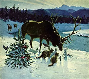 Racoon: Deer, Racoon and Rabbit