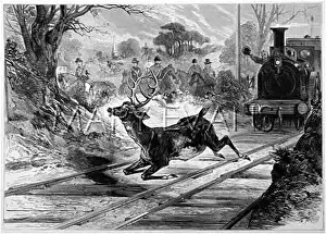 Werent: DEER ON RAIL TRACK