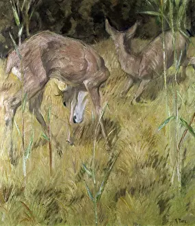 Rehe: Deer in the reeds
