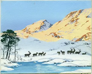 Asta: Deer by river in the mountains
