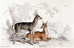 DEER/ROEBUCK/NL/1835