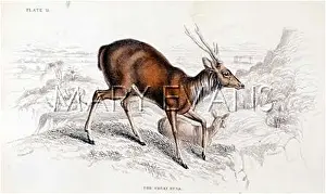 Rusa: DEER/RUSA/NL/1835