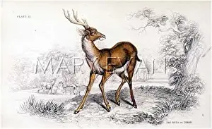 Rusa: DEER/RUSCA/NL/1835