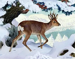 Tunnicliffe: Deer in Snow
