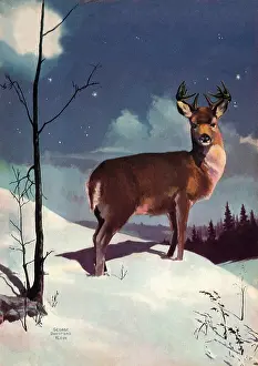 Klein: Deer in Snow
