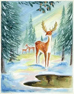 Fawn: Deer in the snow with fir trees
