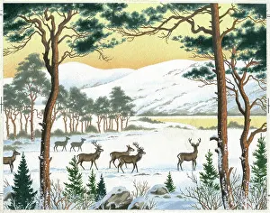 Pines: Deer in the snow with Scots pines