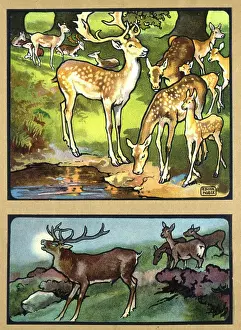 Speckled: Deer and stags