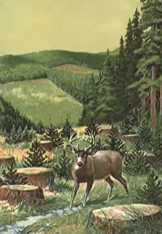 Stumps: Deer amongst tree stumps
