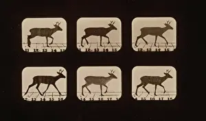 Stride: Deer, trotting 1/2 stride
