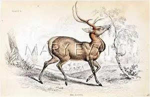 Wapiti: DEER/WAPITI/NL/1835