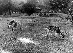 Chital: DEER AT WHIPSNADE ZOO