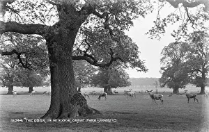 Berkshire: The Deer in Windsor Great Park