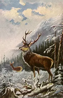 Closer: Deer in Winter