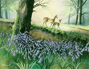 Shannon: Two Deer in a Woodland Glade