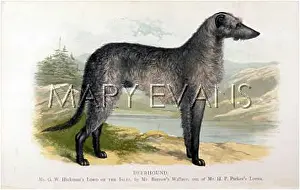 Dalziel: DEERHOUND/DALZIEL