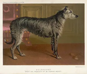 Thoughtfully: DEERHOUND STANDING/1890
