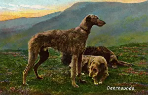 Oct15: Deerhounds