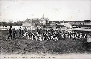 Deerhounds: DEERHOUNDS, CHANTILLY
