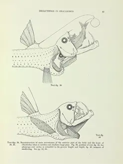 Dragonfish: Deglutition in Chauliodus