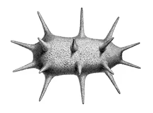 Cucumber: Deima fastosum, holothurian echinoderm