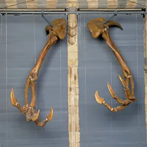 Ornithomimosauria: Deinocheirus
