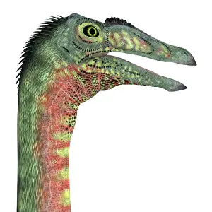 Deinocheirus: Deinocheirus dinosaur portrait