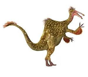 Flightless: Deinocheirus dinosaur, side view on white background