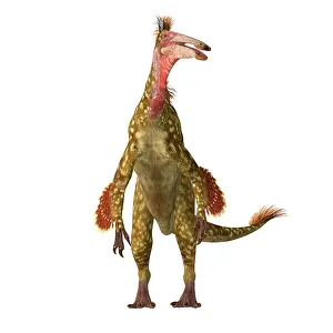 Flightless: Deinocheirus dinosaur, front view on white background