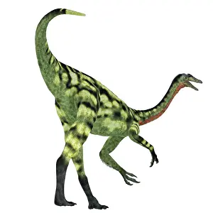 Talon: Deinocheirus dinosaur, white background
