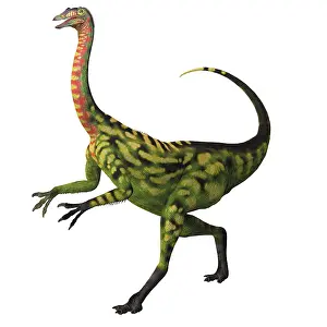 Deinocheirus: Deinocheirus, a large carnivorous dinosaur