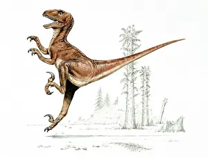 Dromaeosauroidea: Deinonychus