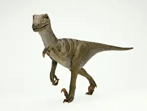 Dromaeosauroidea: Deinonychus