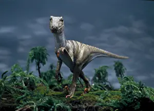 Dromaeosauroidea: Deinonychus